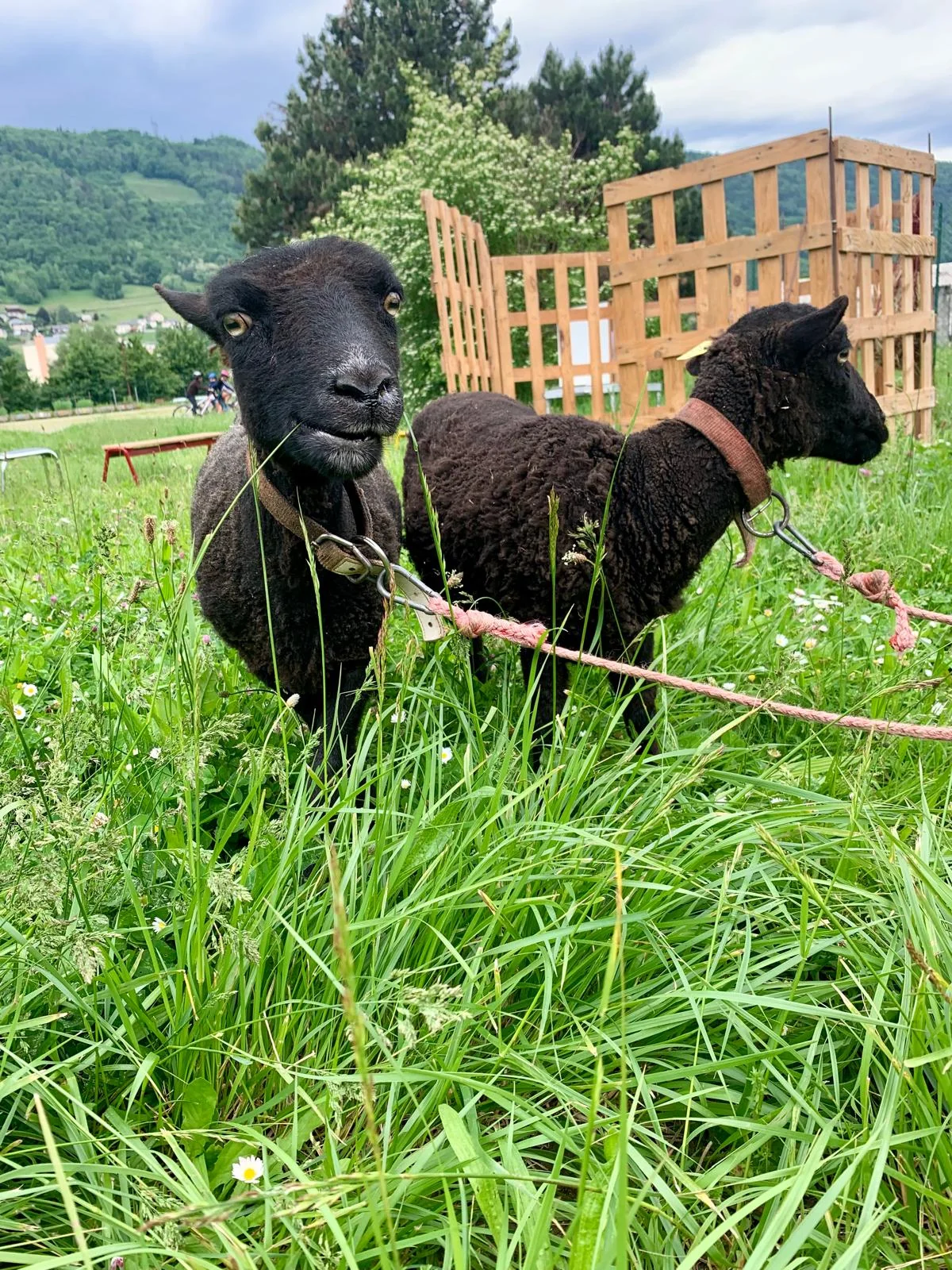 Animaux de la ferme itinérante