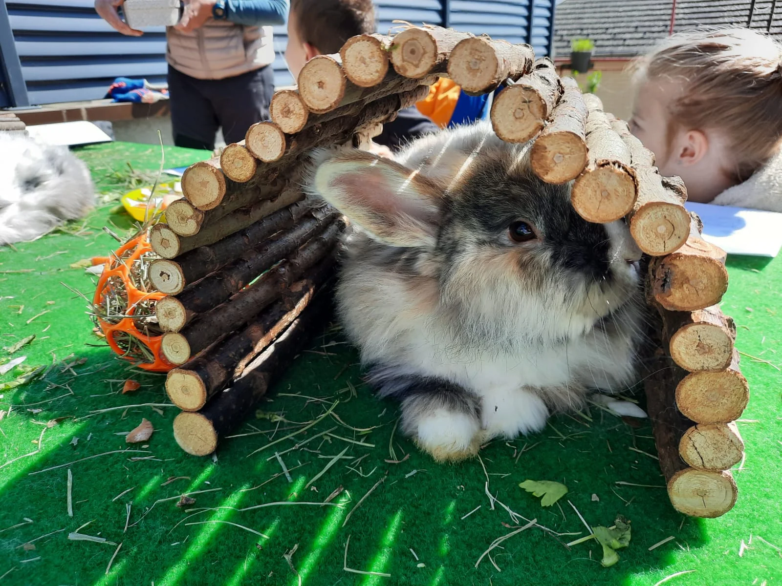 Atelier avec les enfants et les animaux