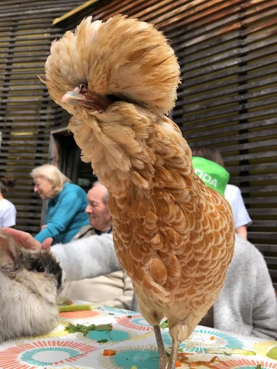 Ciboulette, notre poule Padoue