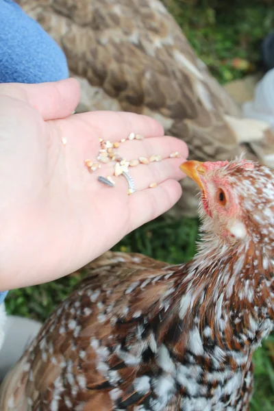 Contact rapproché avec Chocolat, notre poule Pékin