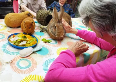 Séance de médiation par l'animal en EHPAD