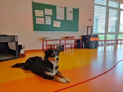 Atelier Vivre avec le Chien – Programme PECCRAM | Etablissement scolaire