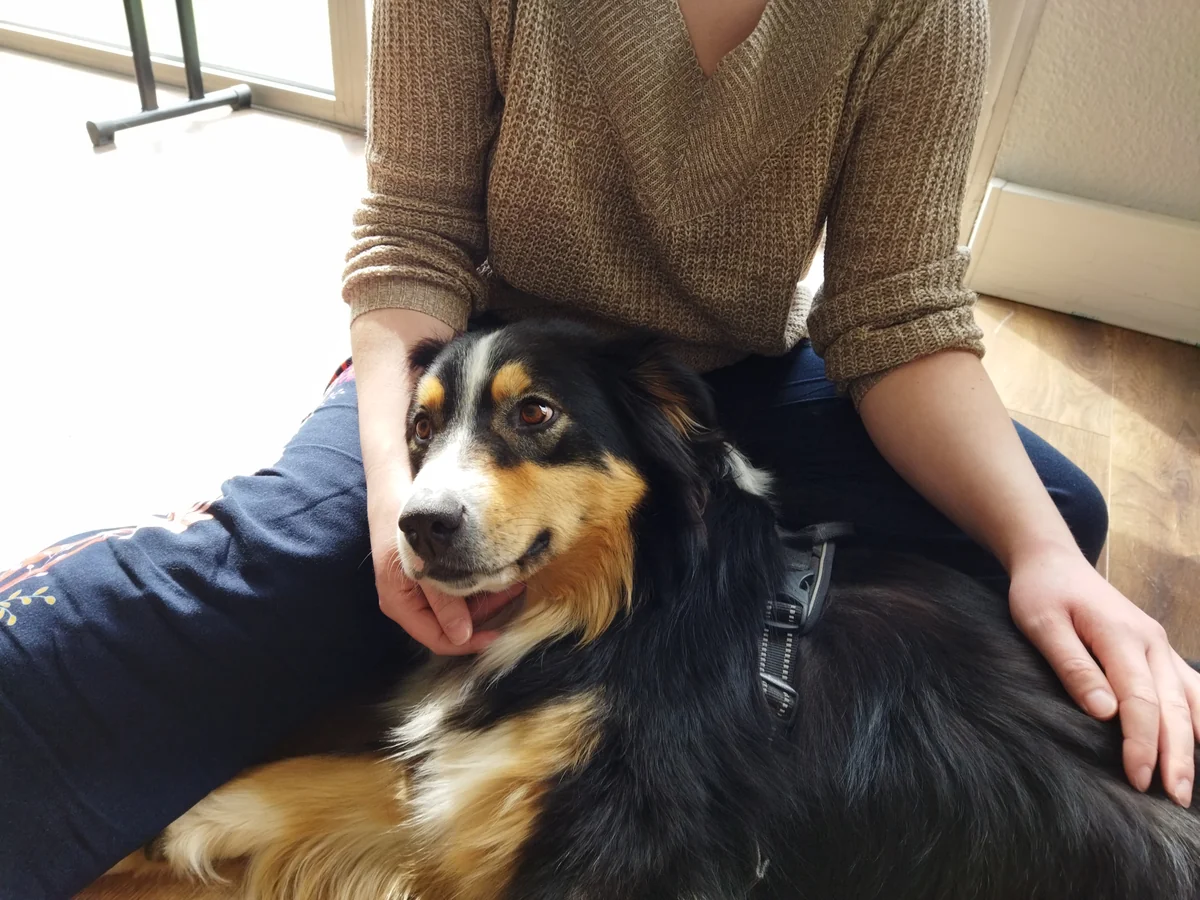 Panache, chien médiateur pour la désensibilisation à la cynophobie