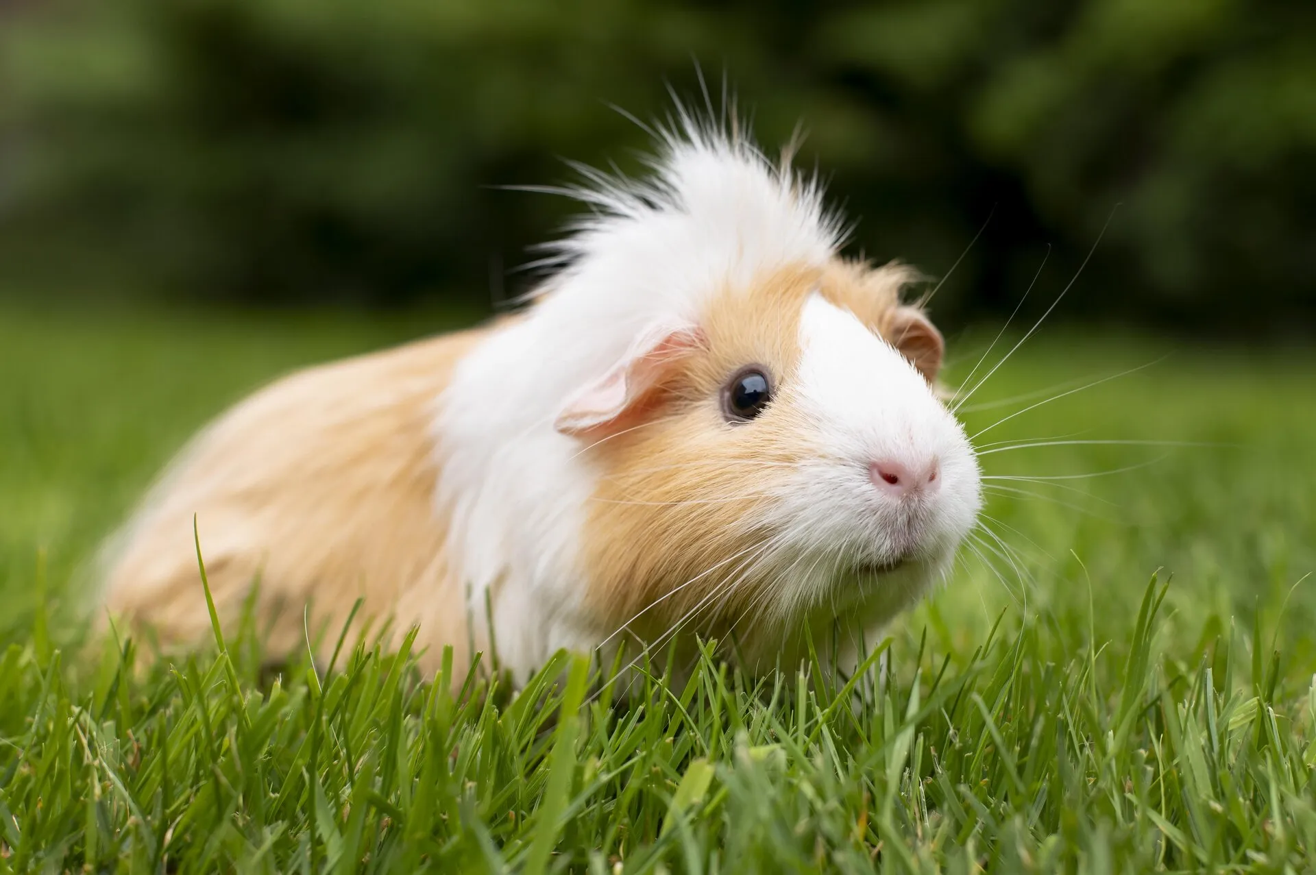 Cochon d'Inde pour séance d'éveil sensoriel et développement cognitif