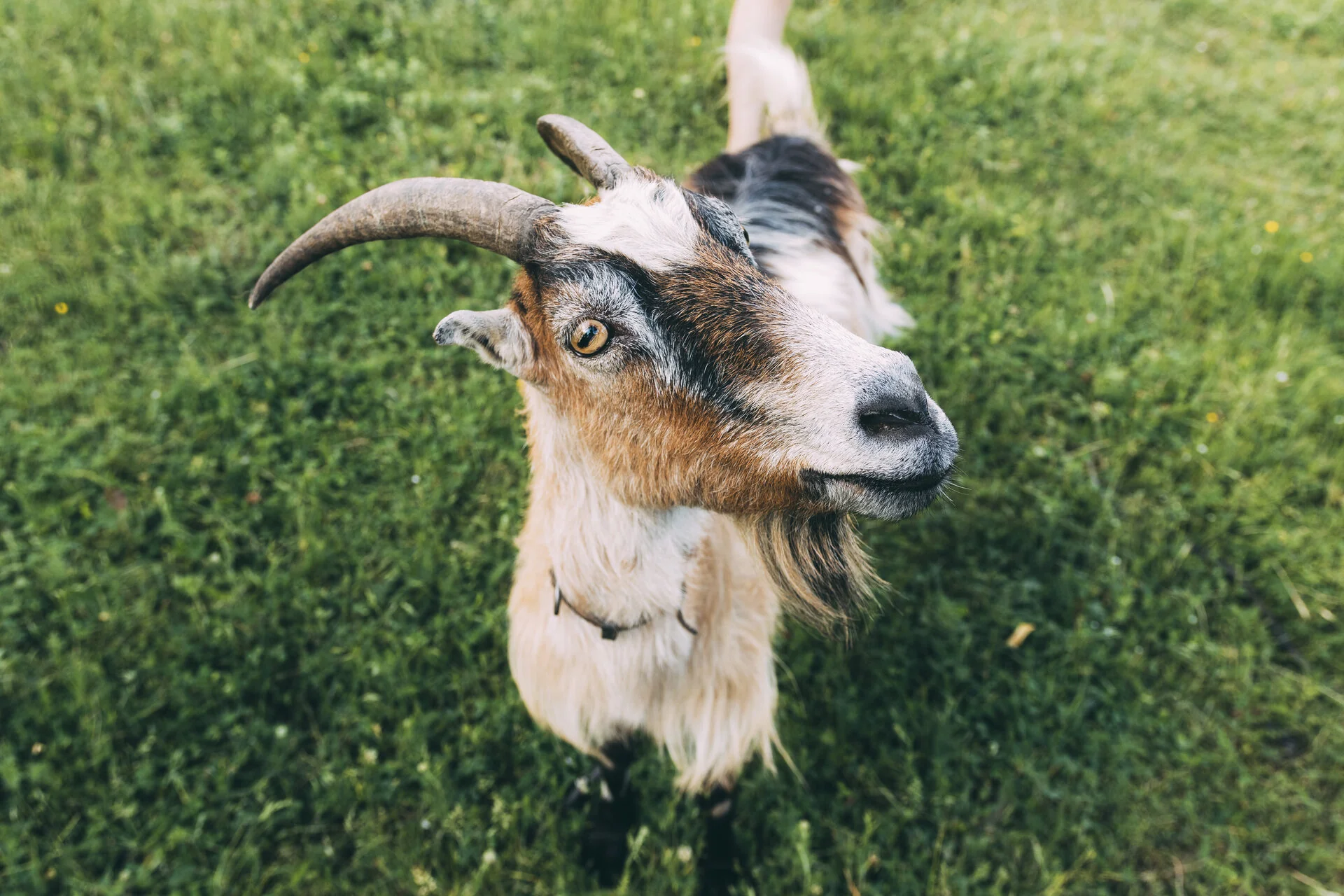 Nos chiens formés à la Médiation par l'animal et désensibilisation