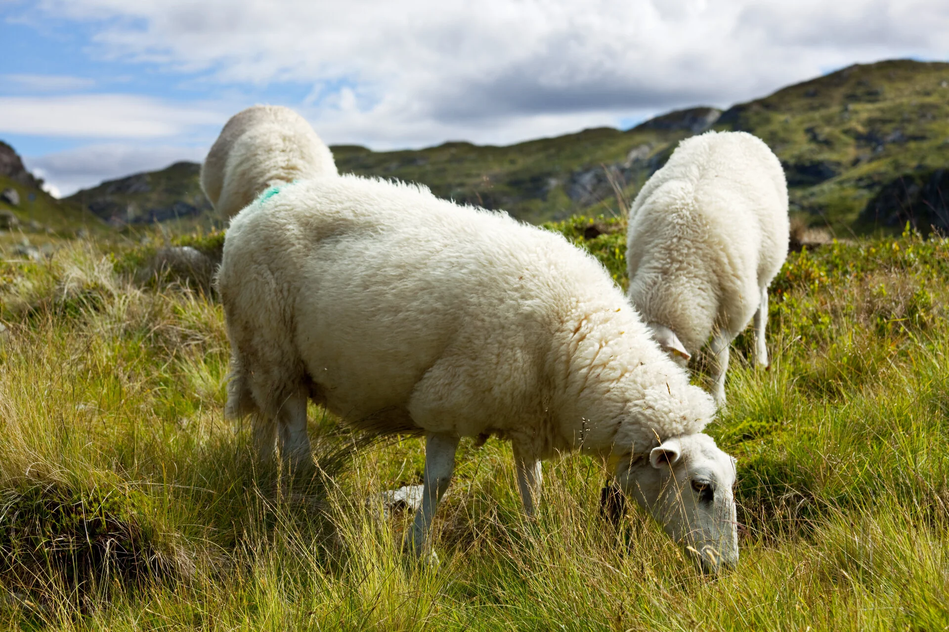 Nos moutons paisibles - apaisant et doux pour la médiation