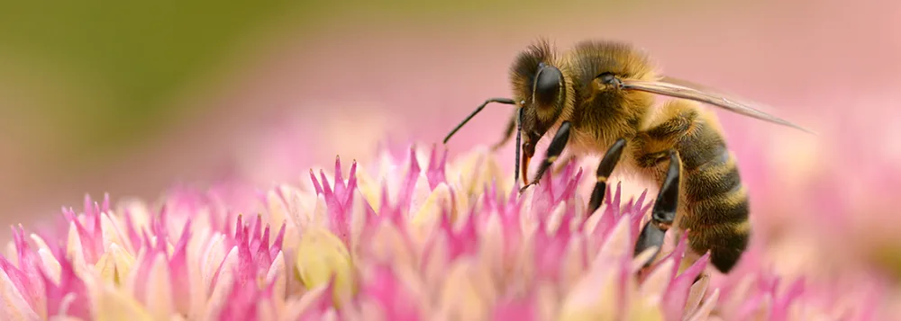 L'abeille à miel
