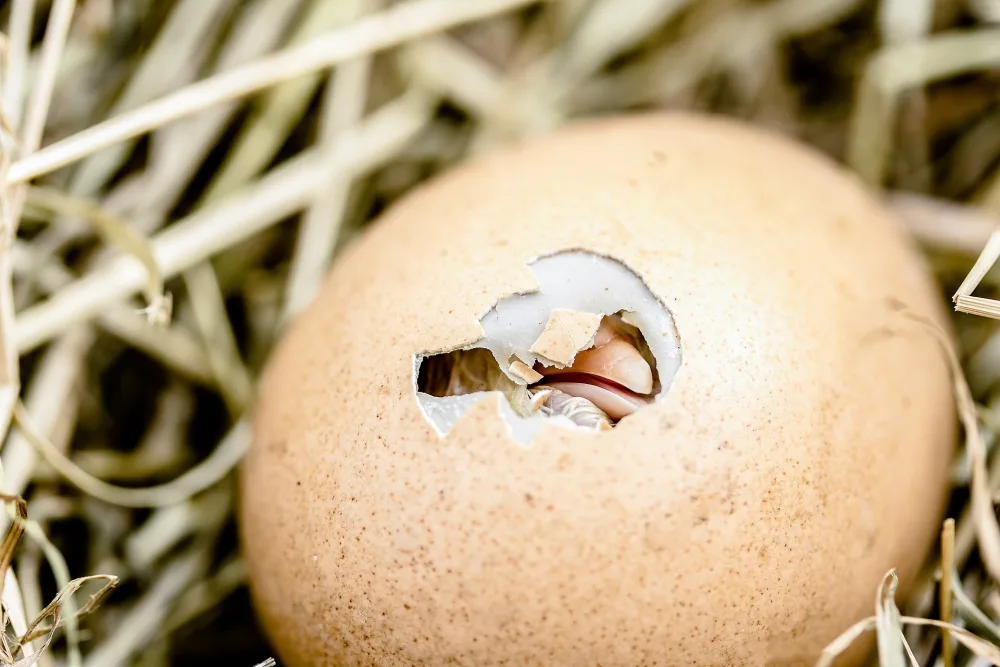 Des poussins à l'école