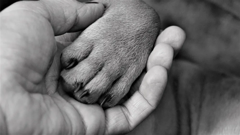 Vivre avec le chien