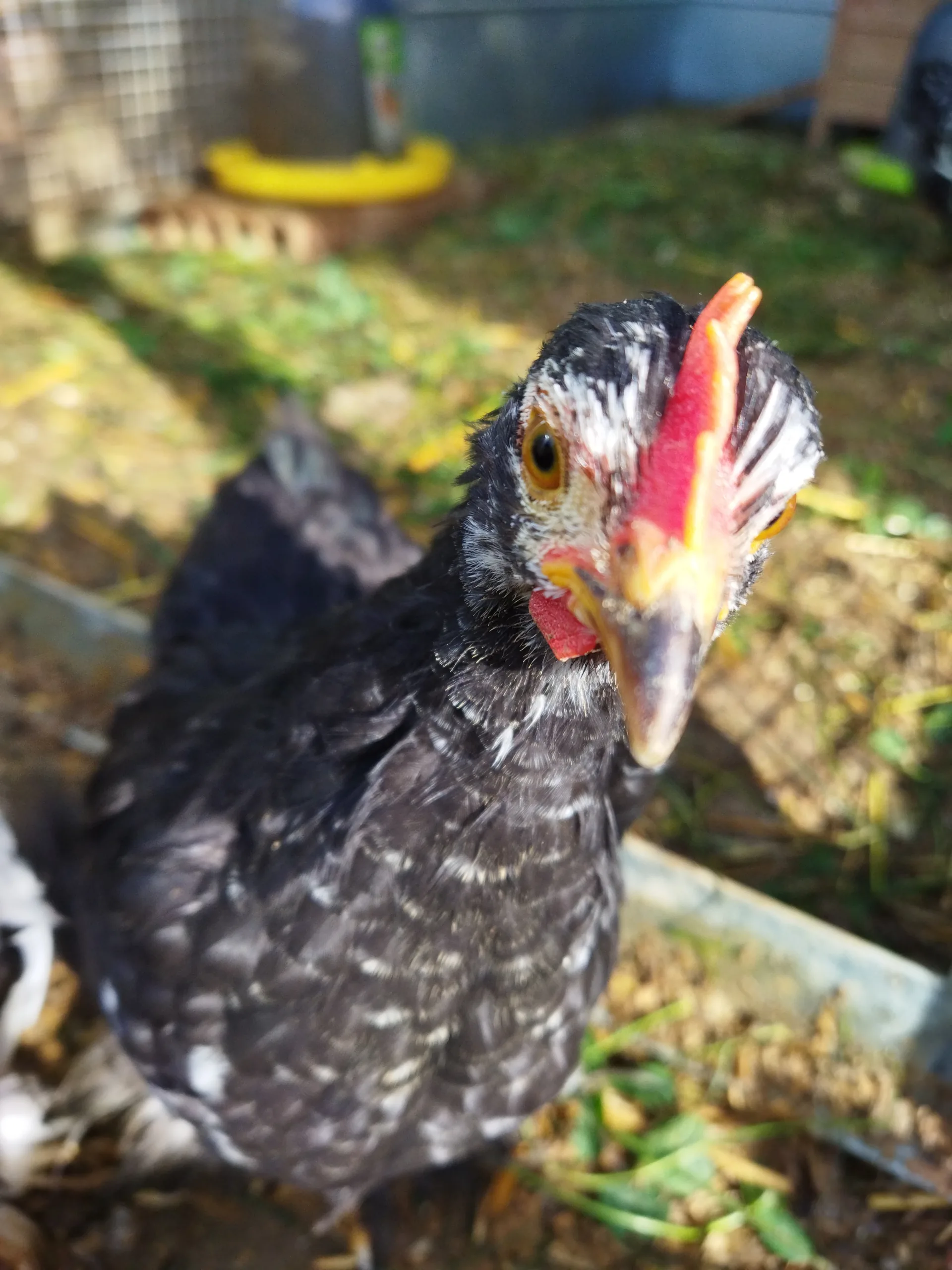 Poule